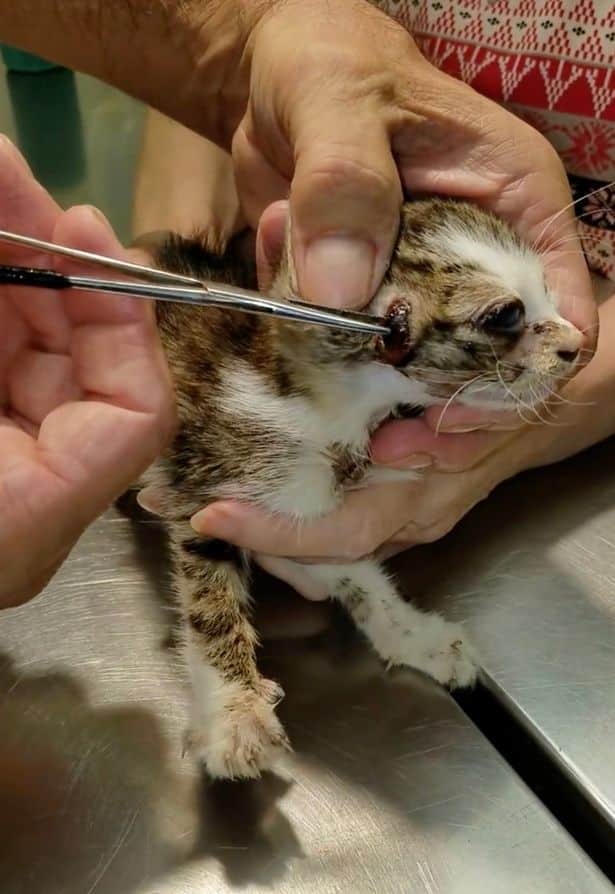 Gruesome moment vet pulls two HUGE parasites out kitten