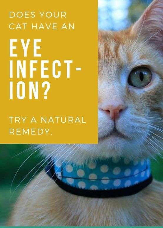 Home Remedies for Cat Eye Infection