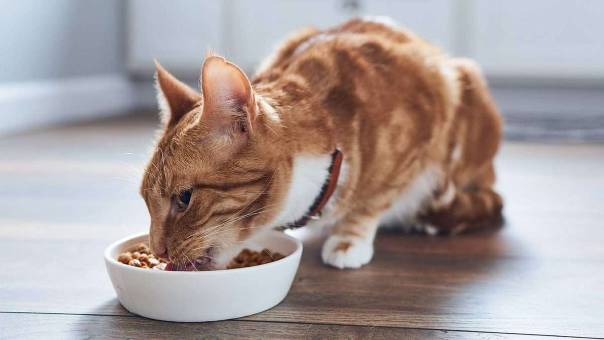 How and what to feed your cat sterilized: the basics of correct diet ...