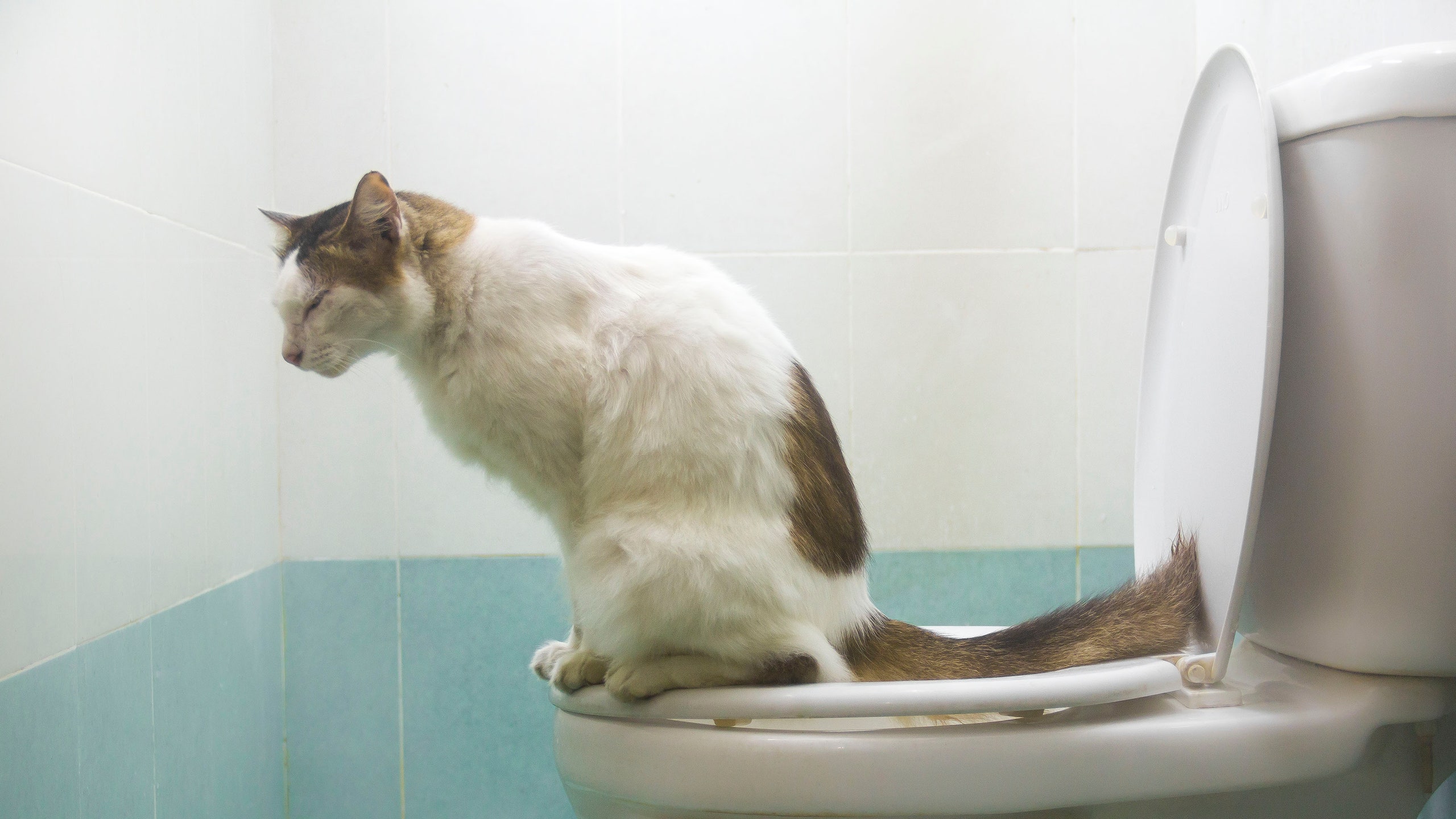 How Cat Poop Can Affect Your Health