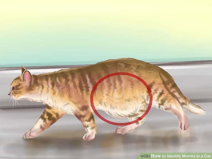How Do You Know If Your Cats Have Worms