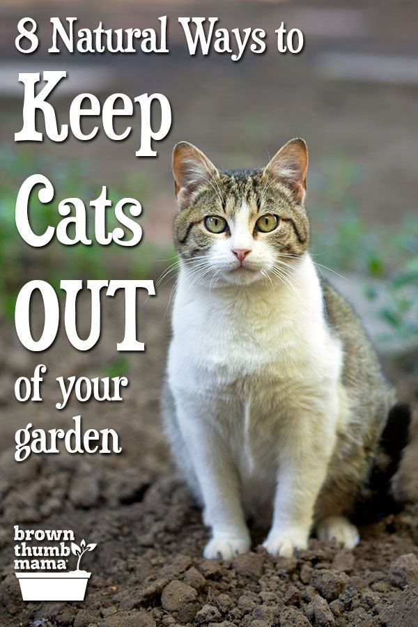 How Do You Stop Cats From Pooping In Your Yard