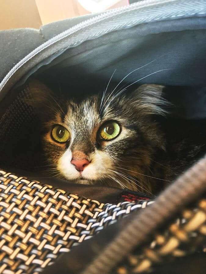 How Far Can Cats Travel To Get Home