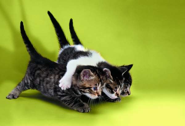 How Fast Do Kittens Grow?