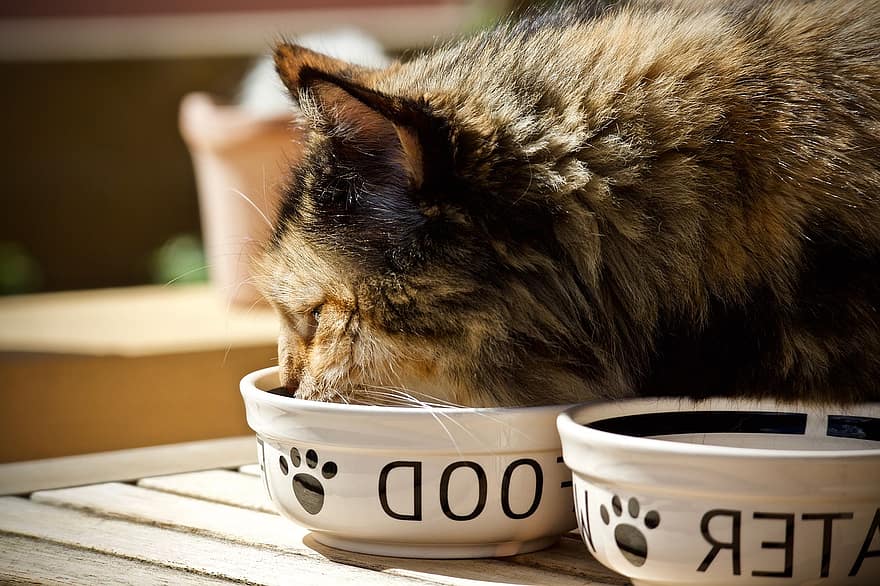 How Long Can Cats Go Without Eating? What You Need to Know!