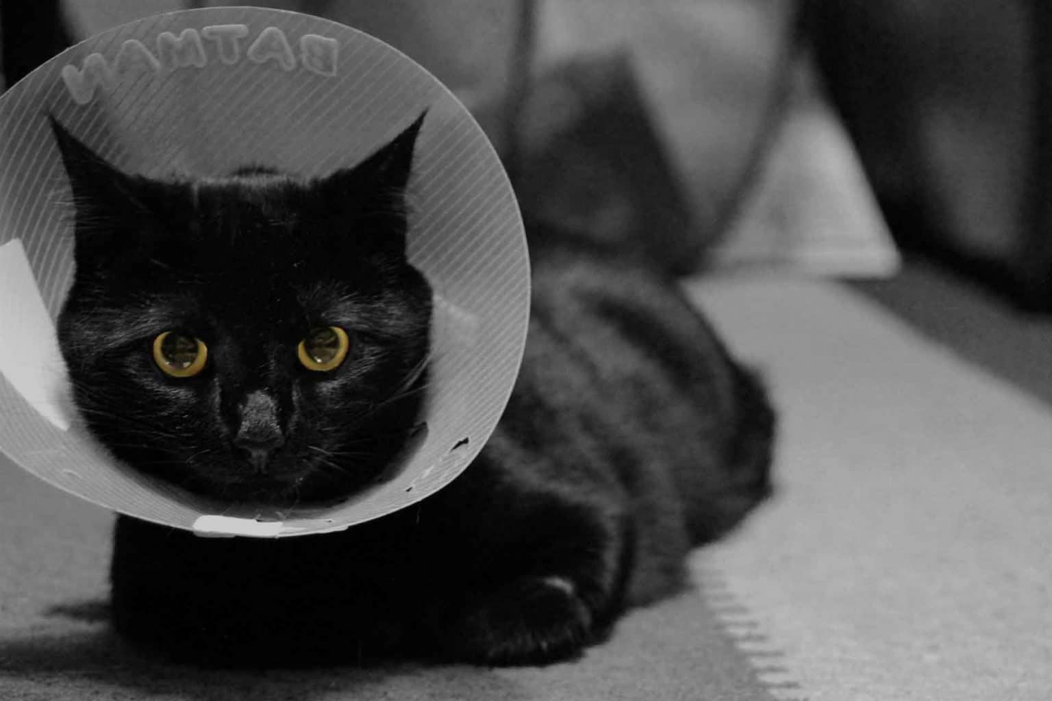 How Long Should a Cat Wear a Cone After Being Neutered?