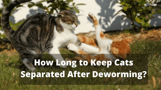 How Long to Keep Cats Separated After Deworming?