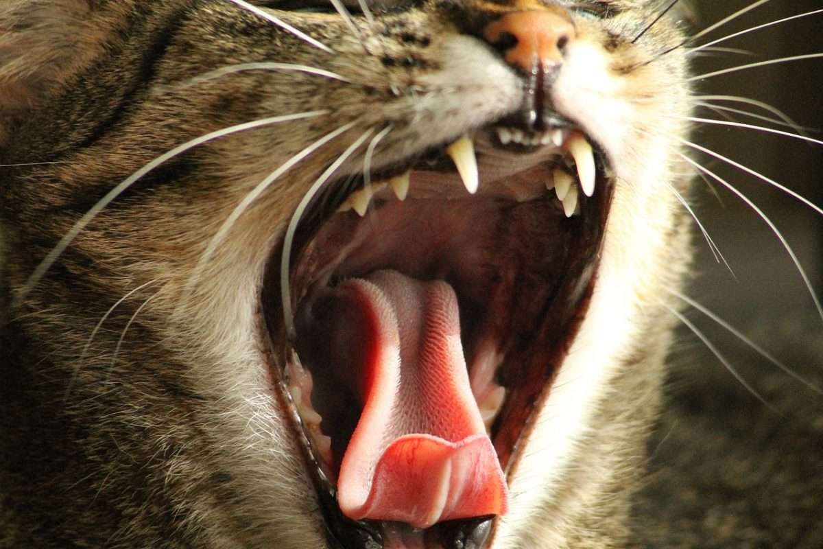 How Many Teeth Do Cats Have?: Cat Teeth Guide