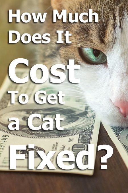 How Much Does It Cost To Get a Cat Fixed #catcarearticles