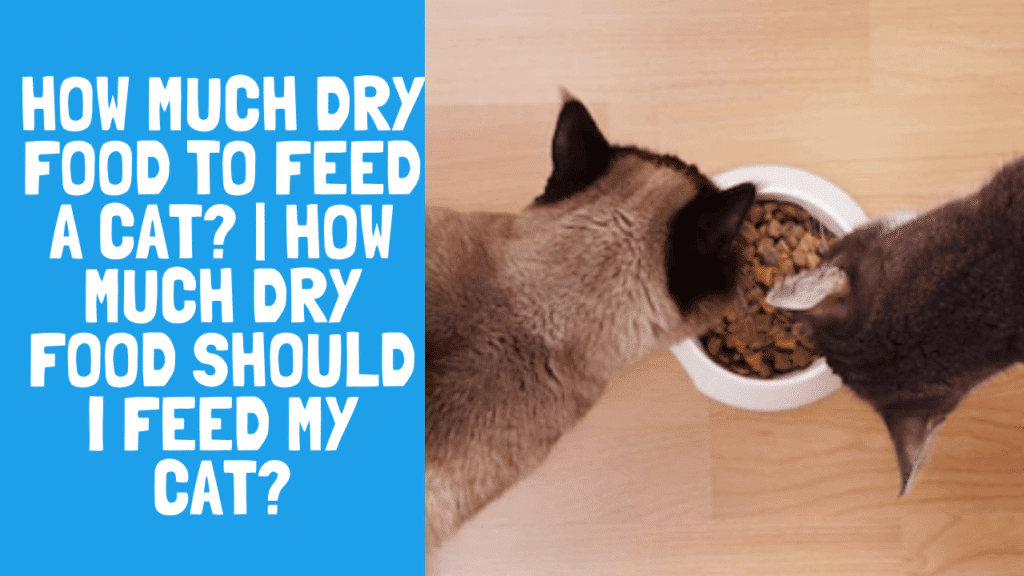 How Much Dry Food To Feed A Cat? Step