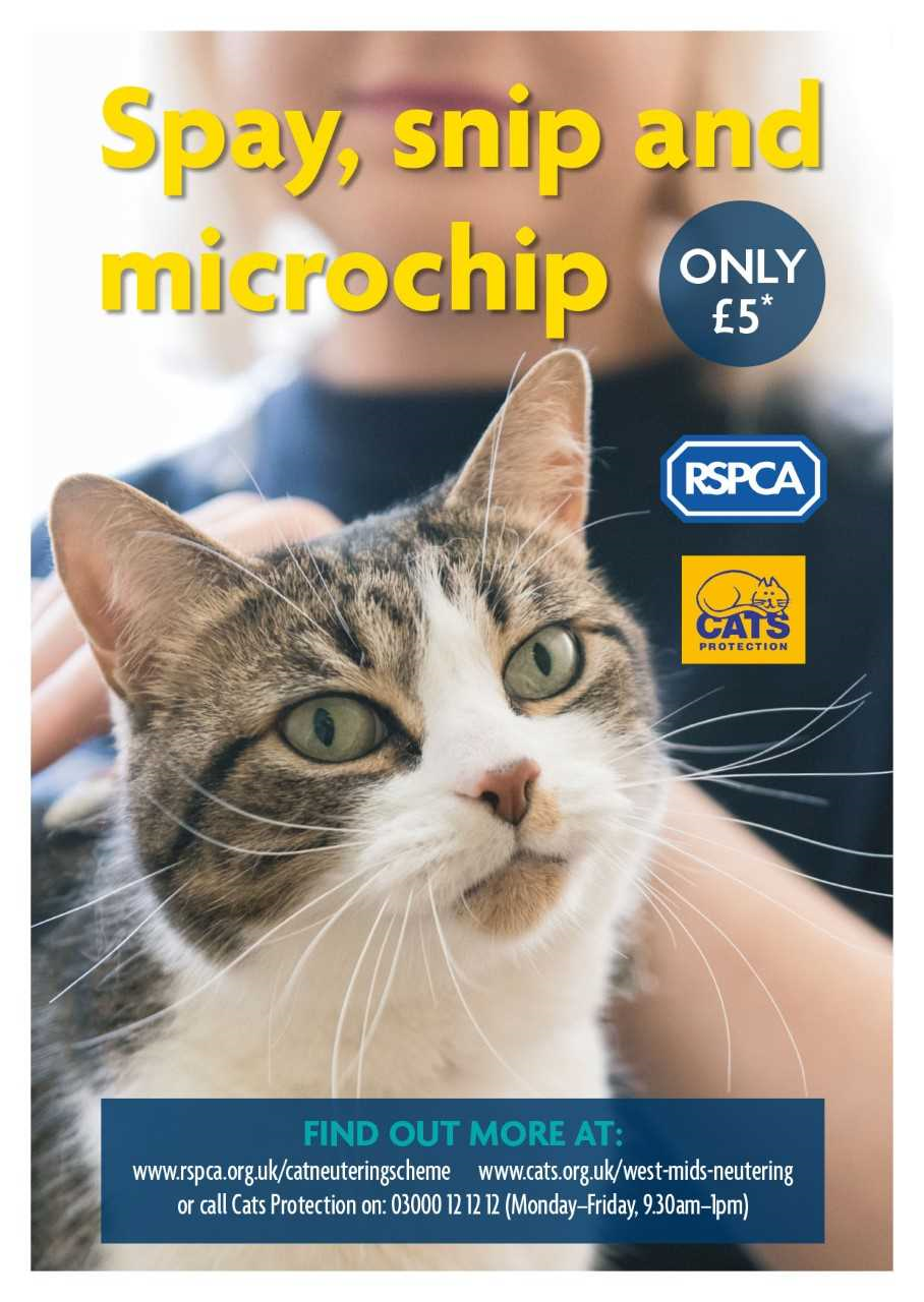 How Much Is It To Spay A Cat Uk
