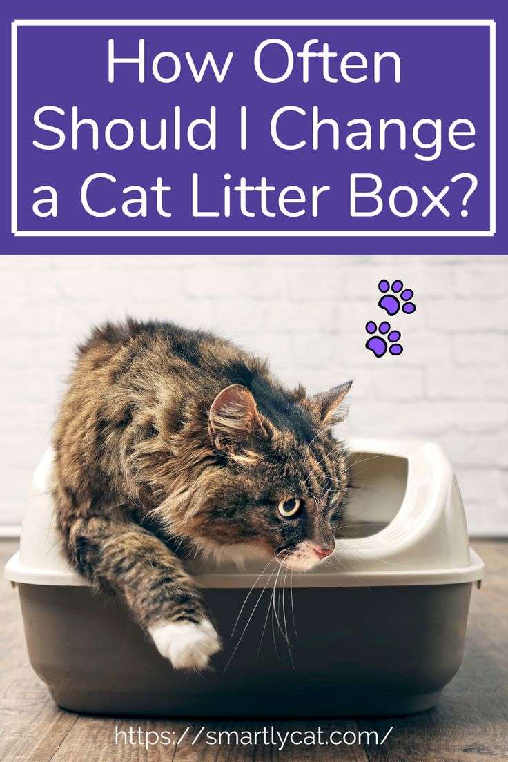 How Often Should I Change a Cat Litter Box?