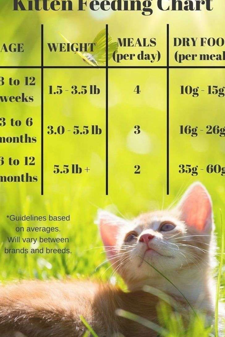 How Often Should You Feed A Kitten