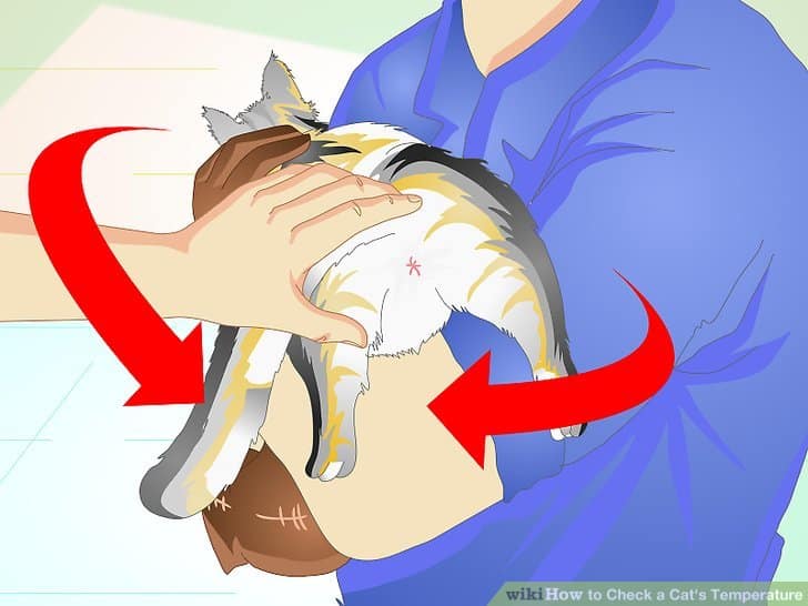 How to Check a Cat