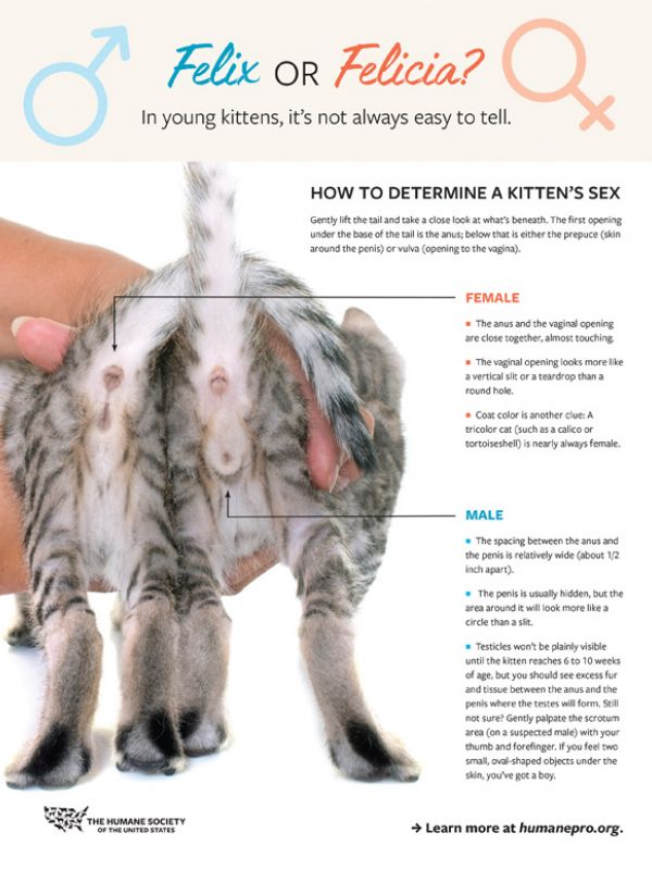 How to determine a kitten