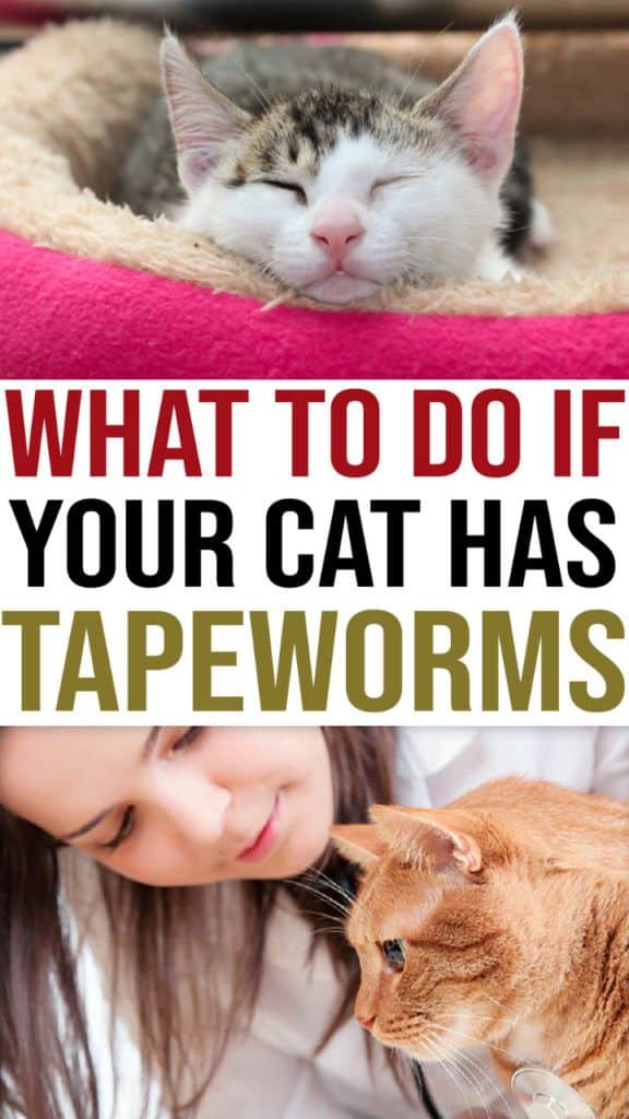How To Get Rid of Tapeworms In Cats in Simple Steps (With images ...