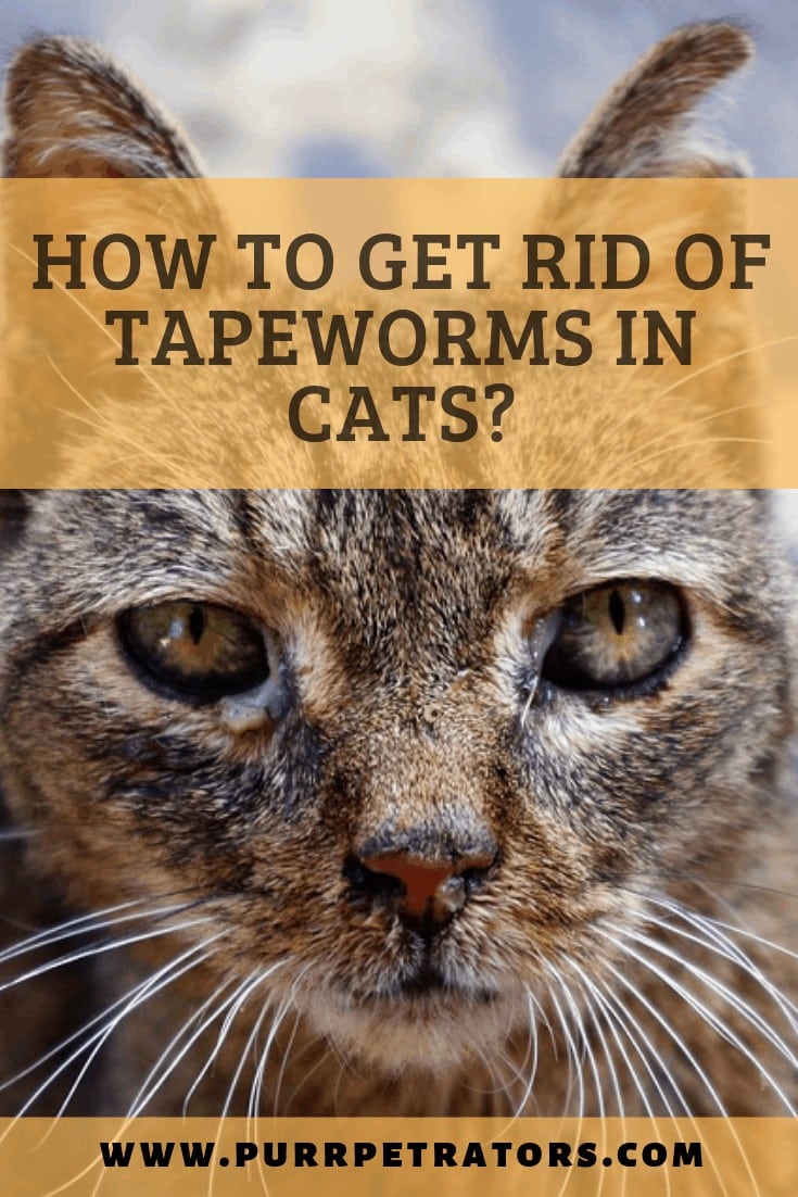 How to Get Rid of Tapeworms in Cats