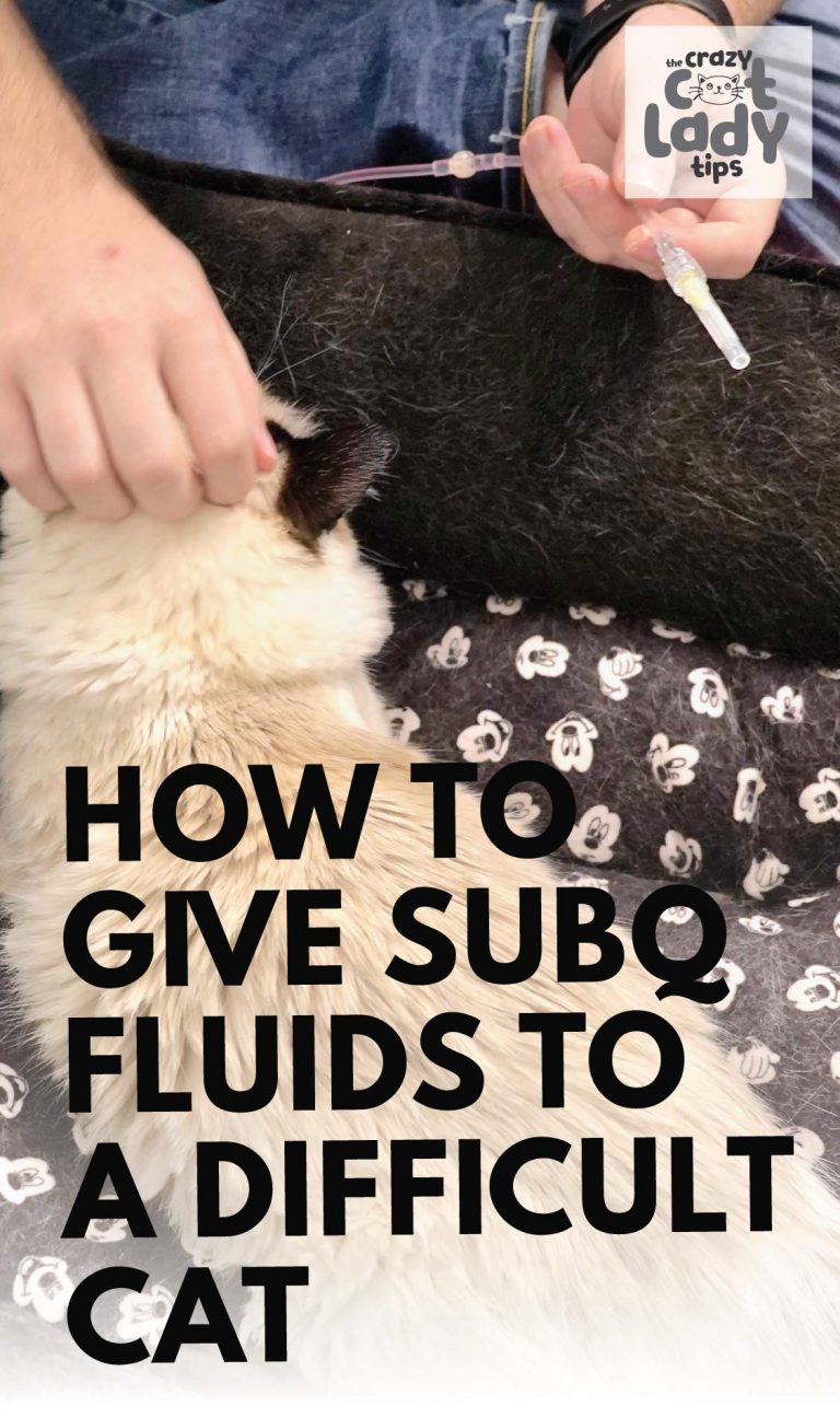 How to Give Subcutaneous Fluids to a Difficult Cat