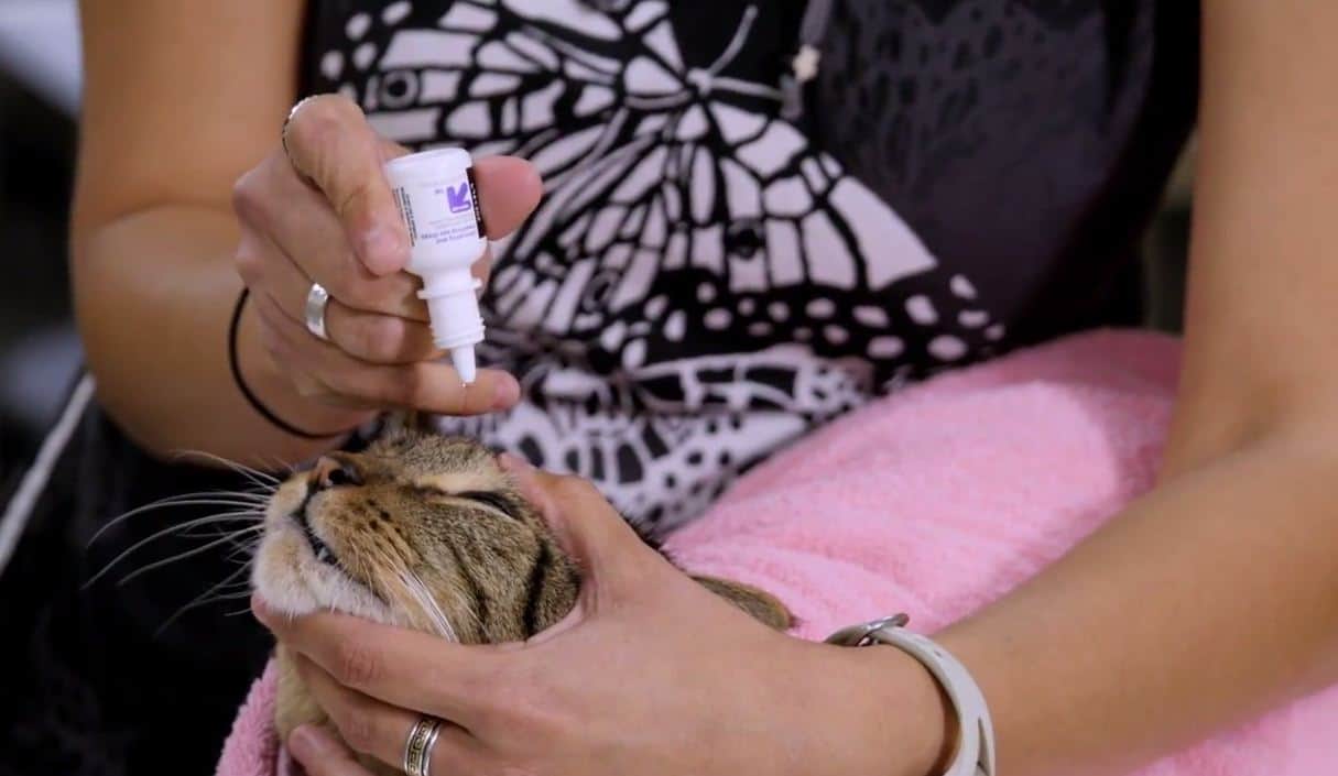 How to Give Your Cat a Pill: Step