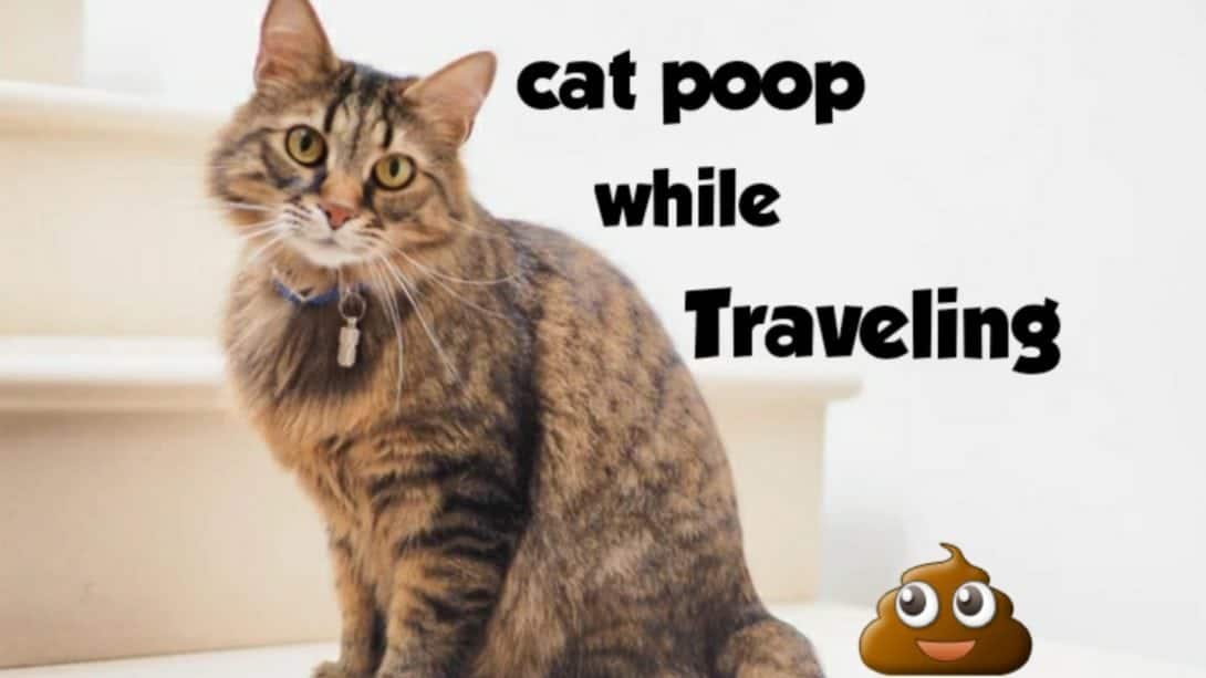 How to Handle Cat Poop on A Plane?  Catstourguide