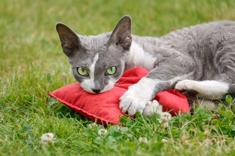 How to keep cats off outdoor furniture cushions. Bean Bags R Us