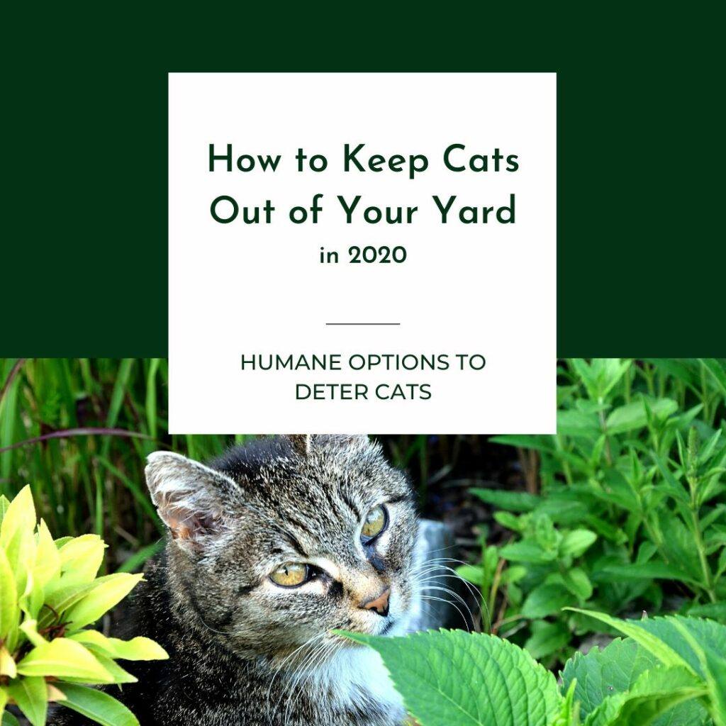 How to Keep Cats Out of Your Yard in 2020 â The Barn Cat Lady