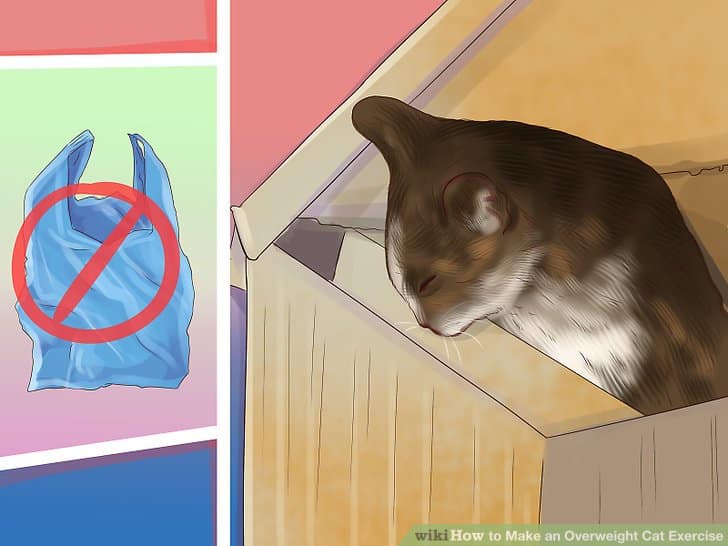 How to Make an Overweight Cat Exercise: 11 Steps (with Pictures)