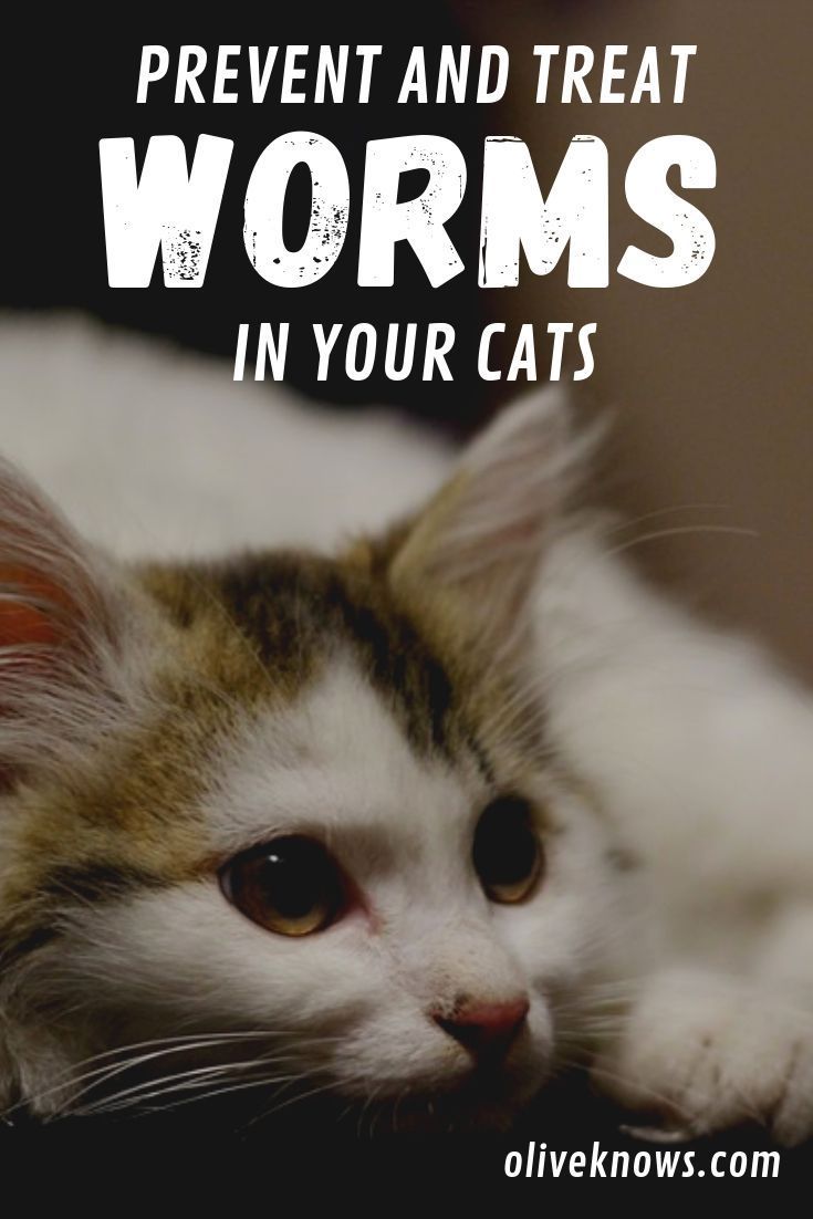 How to Prevent and Treat Worms in Your Cat