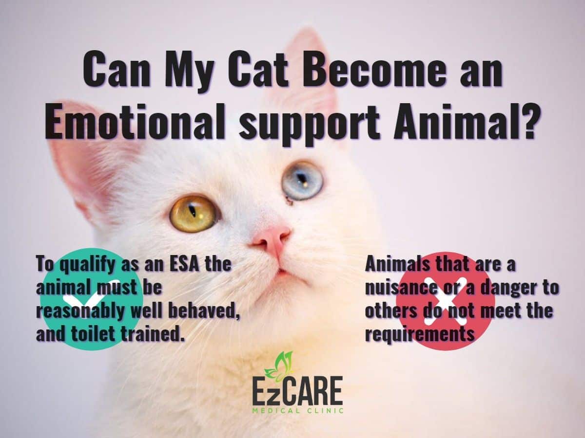 How to Register a Cat as an Emotional Support Animal