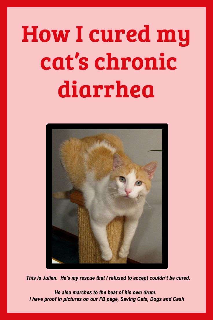 How To Stop Chronic Diarrhea In Cats