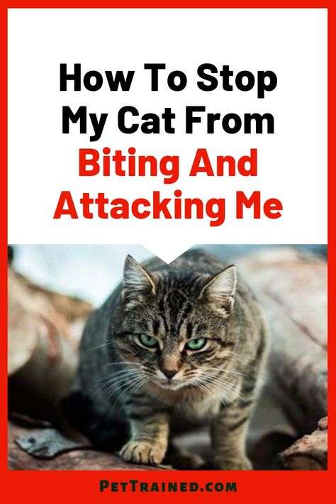 How To Stop My Cat From Biting And Attacking Me