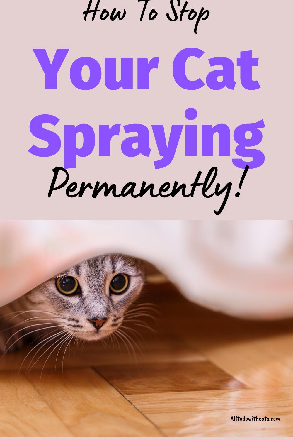 How To Stop Your Cat Spraying Permanently