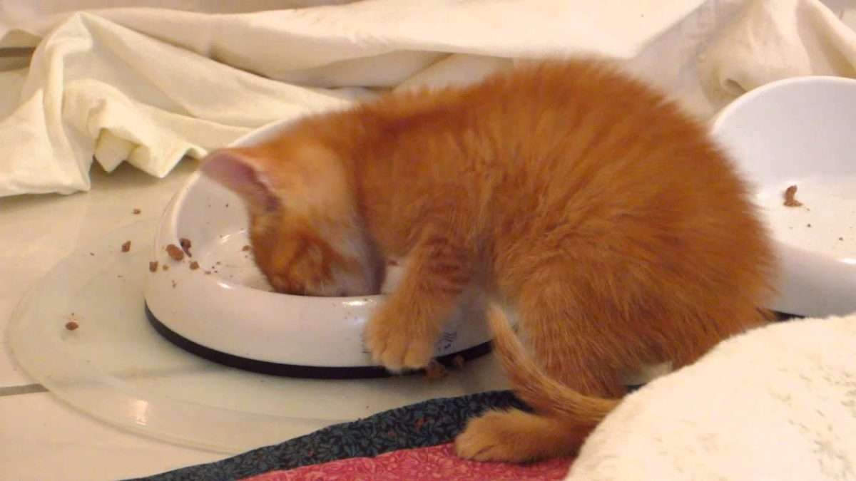 Hungry Orange Foster Kitten Eating Wet Food &  Climbs Over Tissue Paper ...