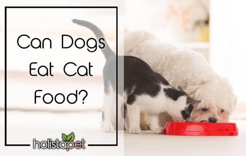 Is Cat Food Bad for Dogs? [Safe to Eat?]