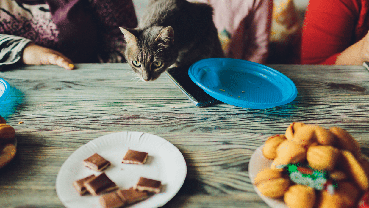Is Chocolate Bad For Cats? [Signs of Chocolate Poisoning]