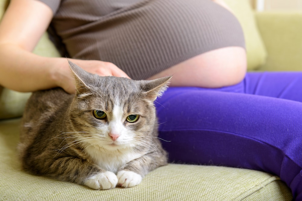 Is it dangerous to have a cat during pregnancy?