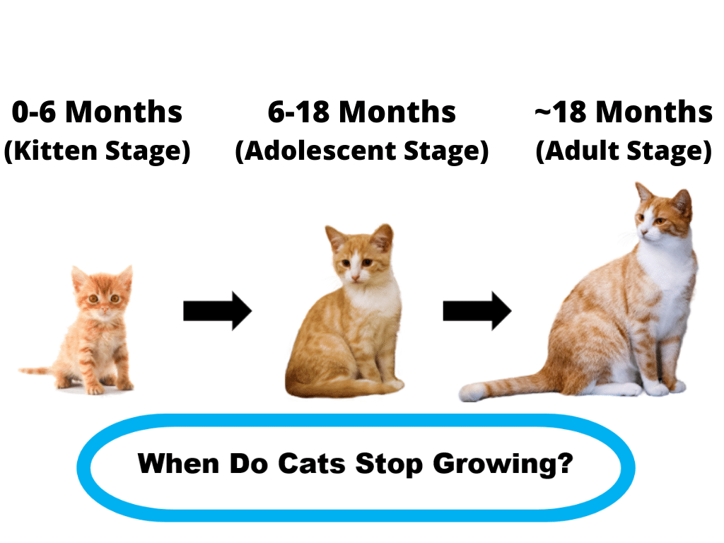 Is Your Cat Growing Properly? When Do Cats Stop Growing? What Age Do ...