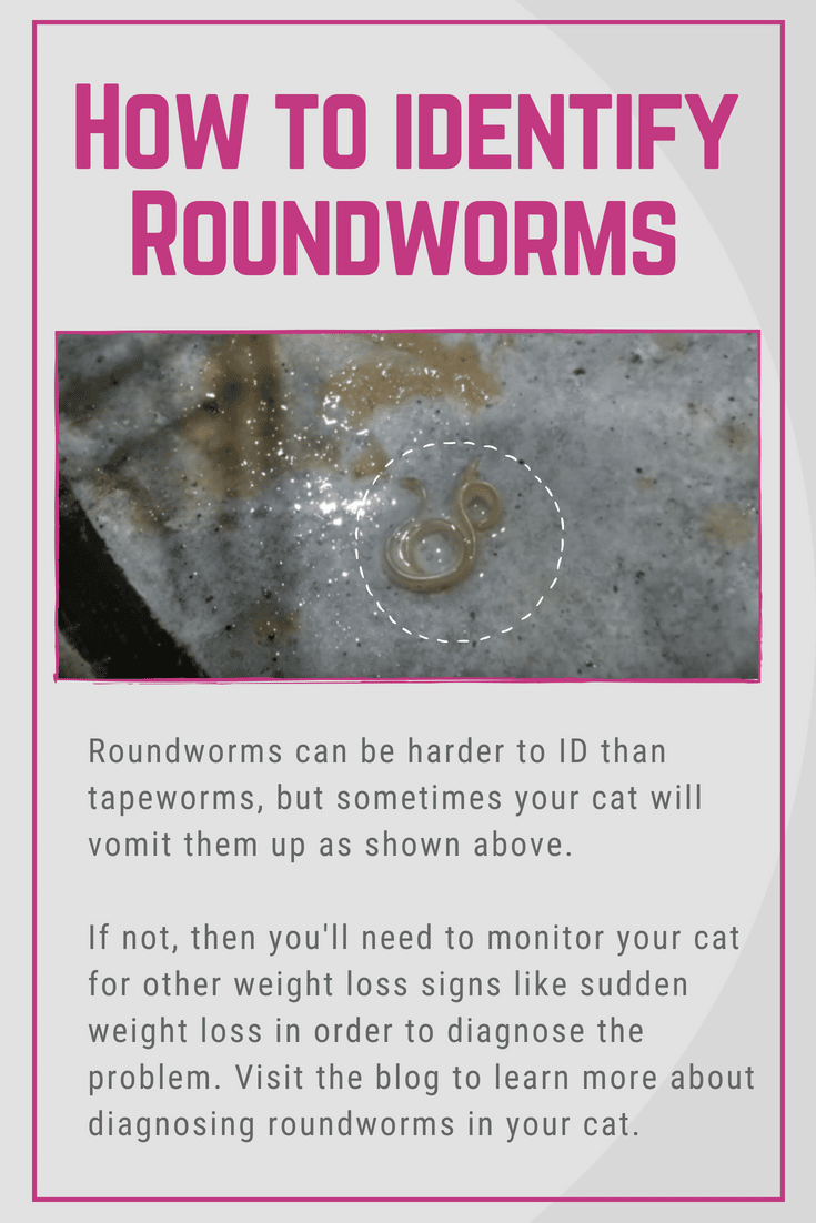 It can be harder to know if your cat has roundworms, because the signs ...