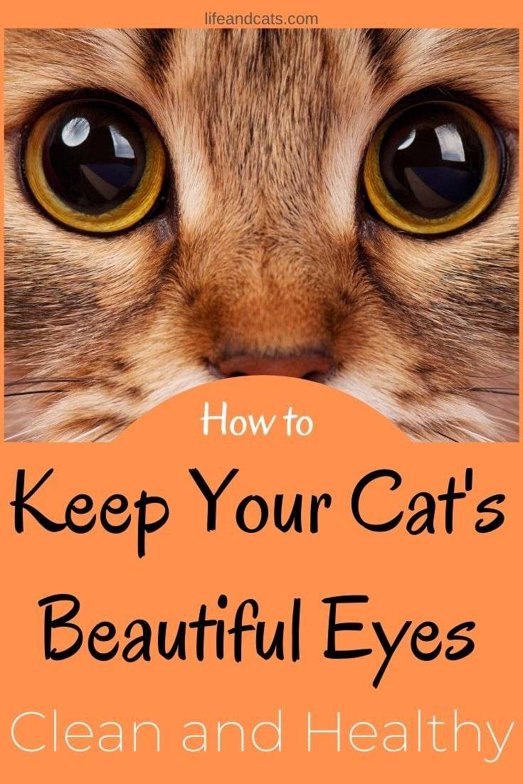 Keep Your Cat
