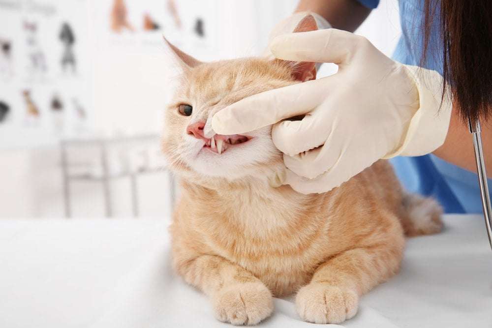 Kitten Teething: Things you need to know