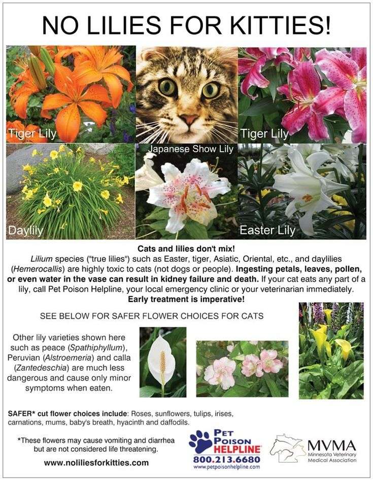 List of Toxic Plants for Cats