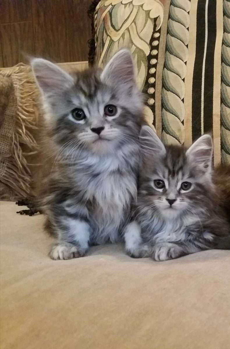 Maine Coon Kittens For Adoption In Ct References