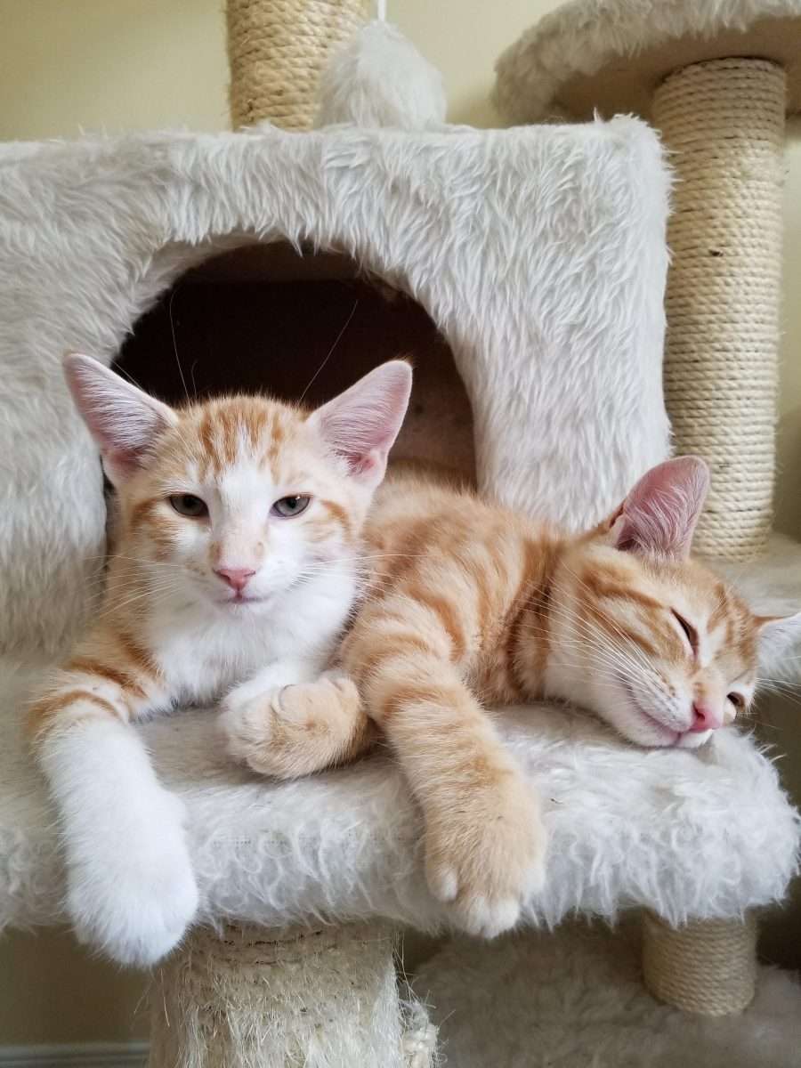 My 3 month old tabby gingers : cats