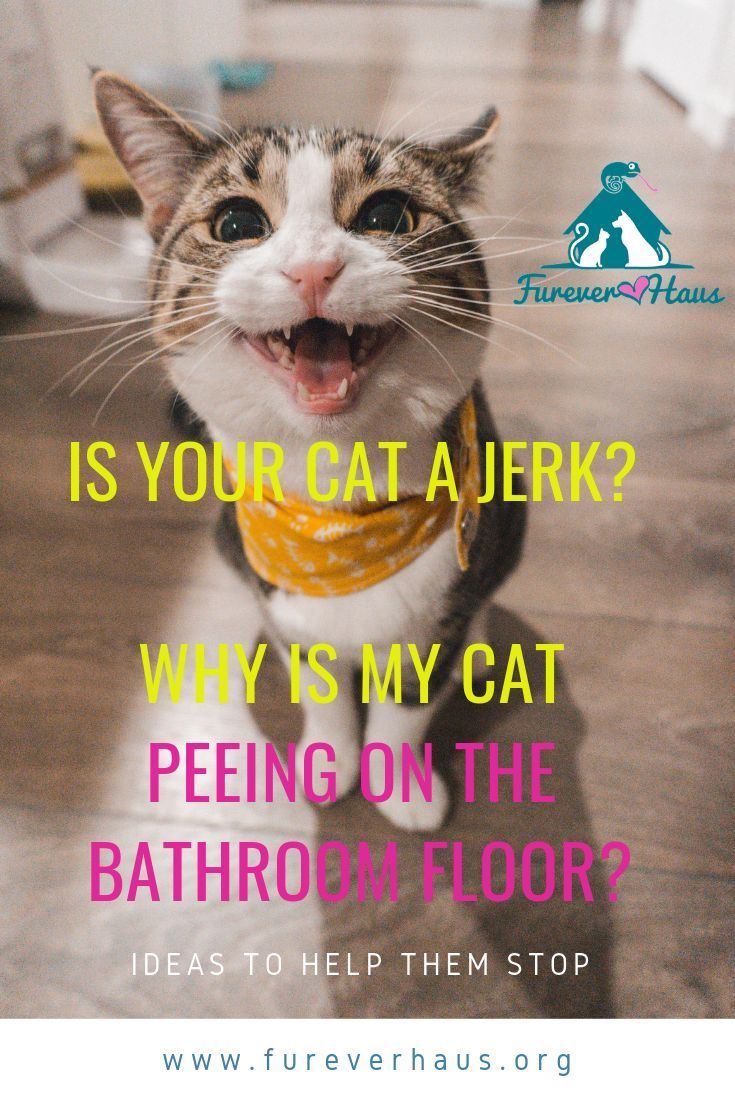 My Cat Keeps Peeing On My Bathroom Rug