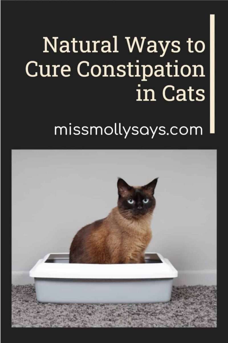 Natural Ways to Cure Constipation in Cats