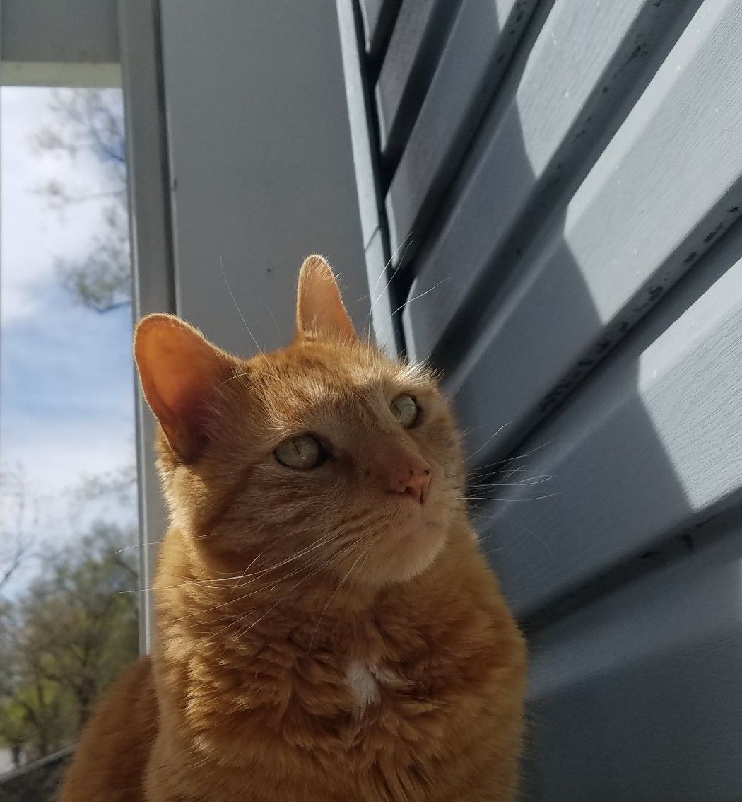 Orange tabby females are rare, but Miss Kitty takes the cake.