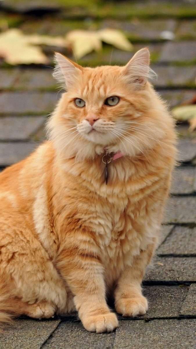 Orange Tabby Maine Coon Kittens For Sale  Pet and Animals Care