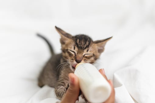 People Feeding Newborn Cute Kitten Cat By Bottle Of Milk Over White ...