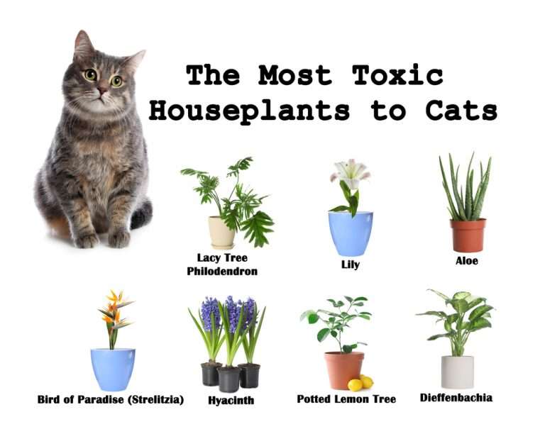 Plants That Are Toxic to Your Cat
