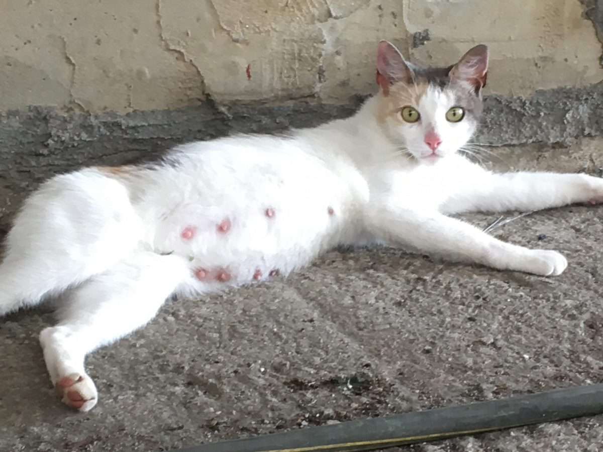 Please tell me if this is a pregnant kitty